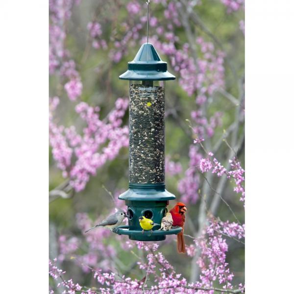 Brome Squirrel Buster Plus